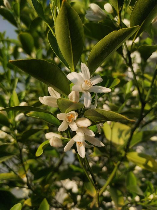 Цитрусове дерево - мандарин (Каламондин)