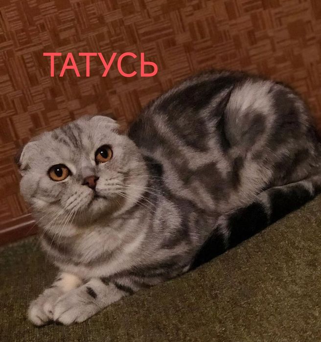 Чистокровна шотландська дівчинка Кеті  з дуже рідкісним окрасом СРІБЛЯСТИЙ ТОРБі .З гарними породними даними
