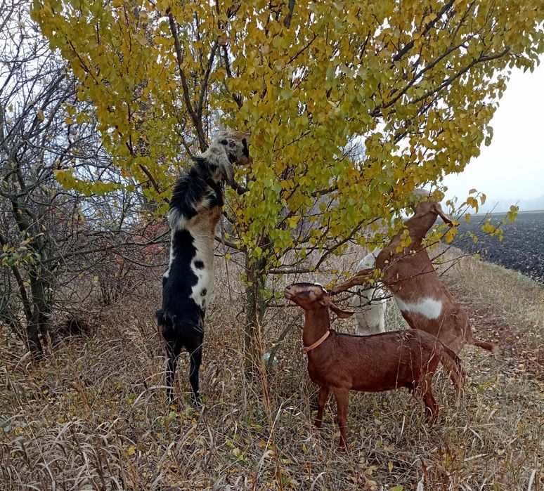 Англонубийский козел.Козы.Козочка