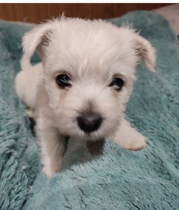 Szczeniaczki west highland white terrier