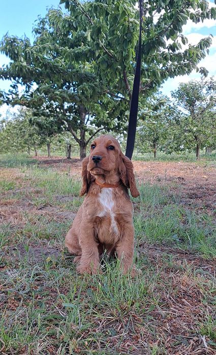 Cocker spaniel angielski PIESEK