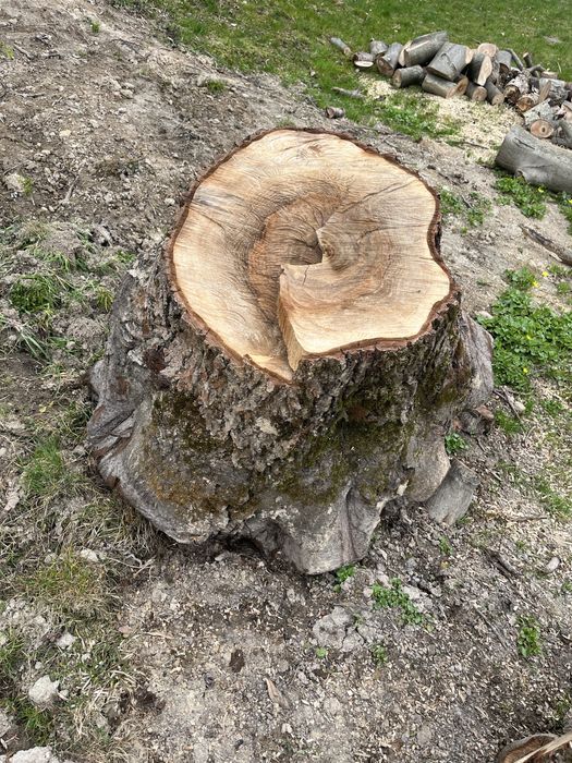 Drzewo orzecha wloskiego ścięte