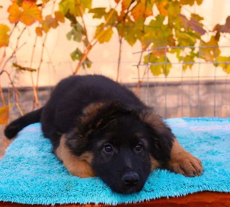 Німецька вівчарка довгошерстна Дівчата