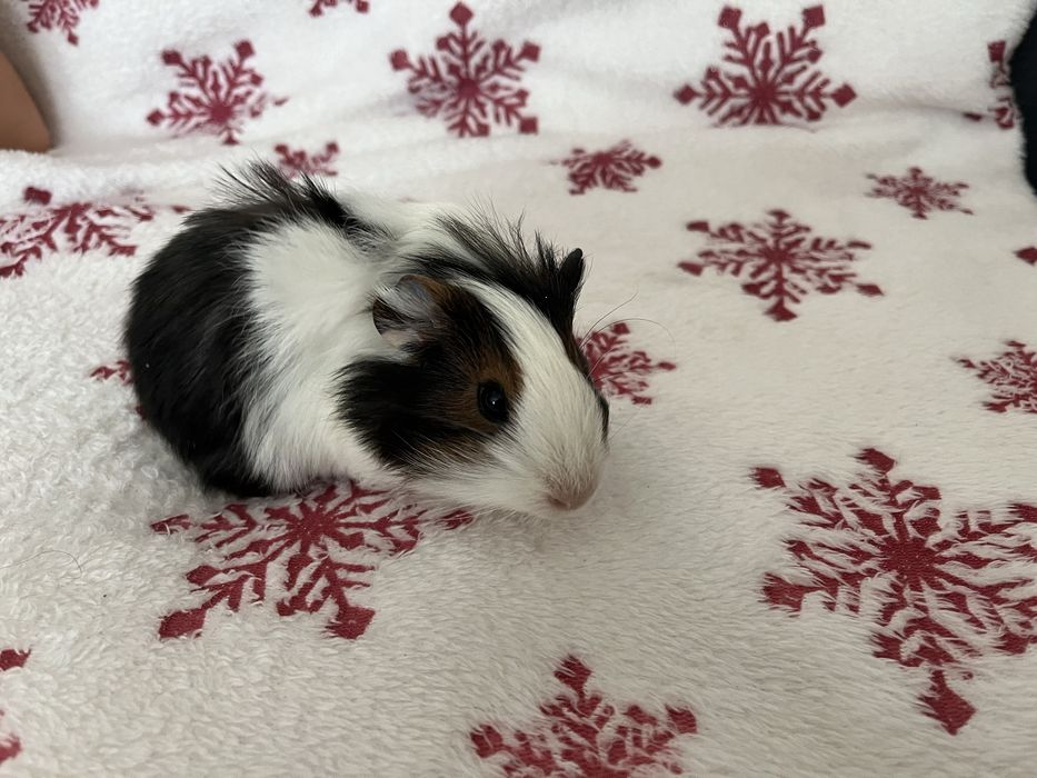 Oddam za darmo dwie seinki morskie samce