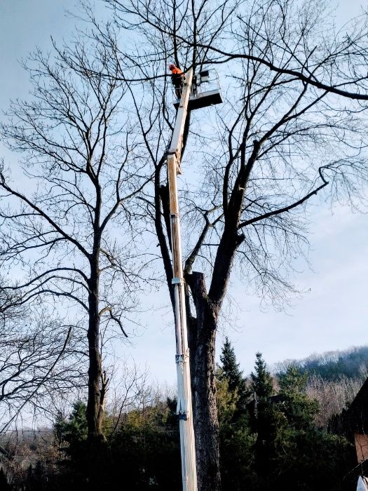 Wycinka drzew/pielęgnacja , karczowanie , oczyszczanie działek , rębak