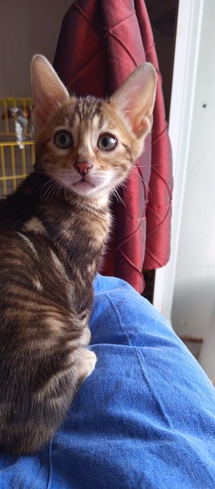 Gatinho  Bengal Marbale exótico