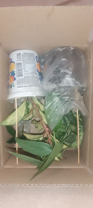 Кімнатні ліани 4в1.Epipremnum Cebu blue,Хойя карниза,Сингониум,Епіпремнумм
,
2Хойя карниза.
Восковий плющ

3Сингониум

4Епіпремнум 
Epipremnum
