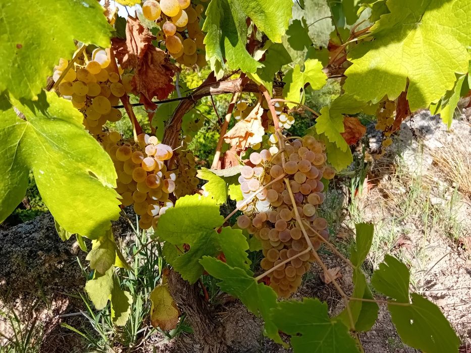 Uvas Regiao do Dao