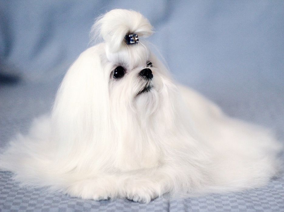 Кукольный мальчик -мальтезе(мальтийская б олонка)Корея 100%! 1,400кг.