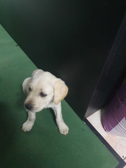 Labrador  pronto para nova familia