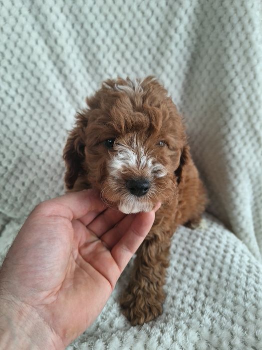 Cavapoo-szczeniak-chlopczyk