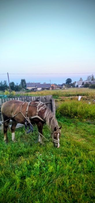 Продаєтьсь гарний доглянутий  кінь,спокійний не кусається .