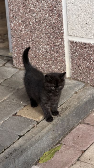 шотландські котики