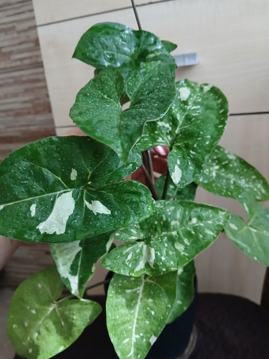 Syngonium, epi, philodendron, alokazja, hoya,dracena