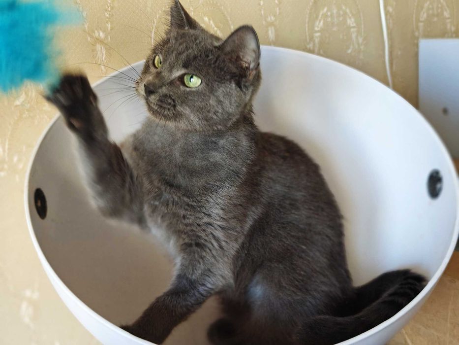 Милаша, 1 год, ищет дом — нежная кошечка с сердцем, полным любви!