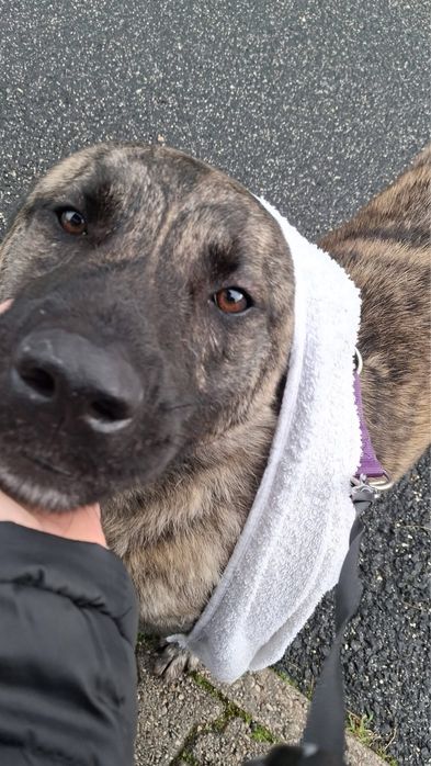 Nante - Peludo para adoção ou fat definitiva