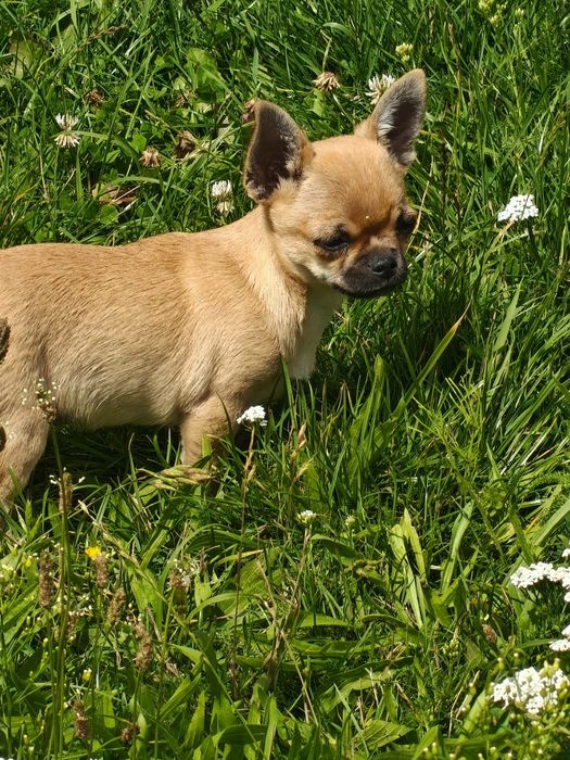 Chihuahua FCI rudy chłopczyk z czarną maską