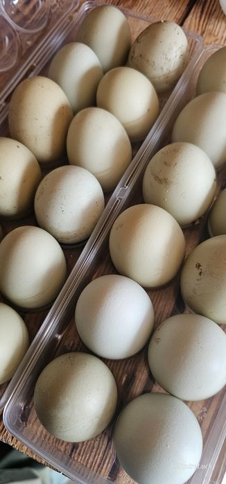 Jajka legowe zielononóżki