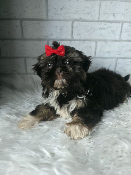 Shih Tzu 2,5msc Czekolada
