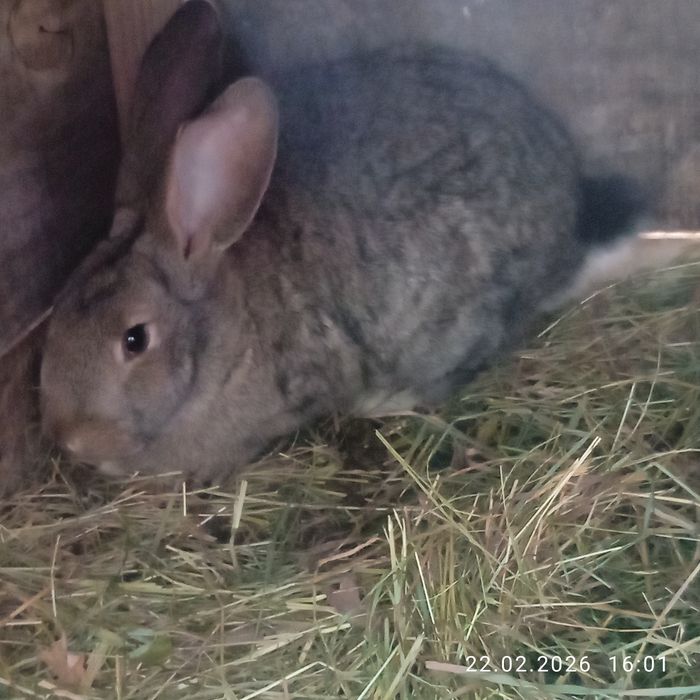 Продам хорошу самку є і інші кролики