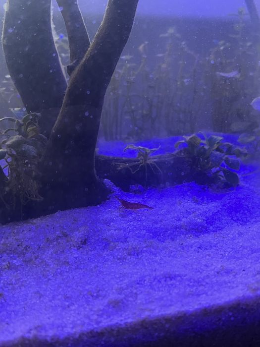 Sprzedam całe akwarium