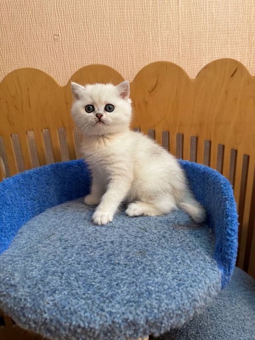 Шотландські кошенята