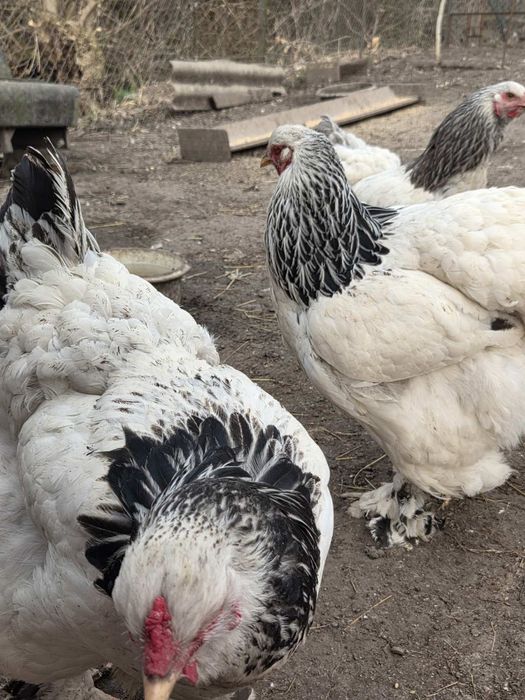 Інкубаційне яйце курей БРАМА