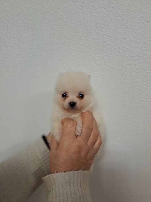 Spitz macho branquinho