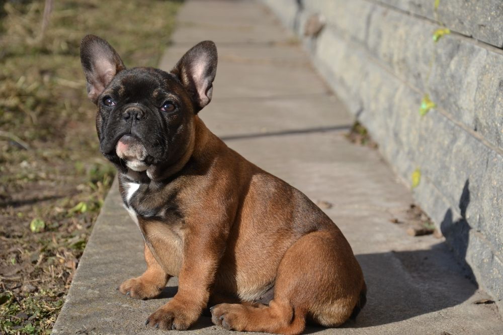 Продам цуценят французького бульдога з родоводом AKU. Цуценята породні