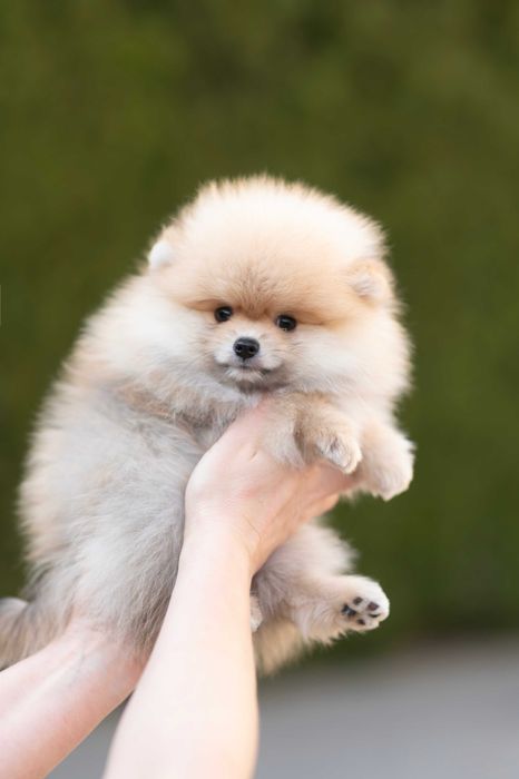Szpic Minaturowy Pomeranian FCI