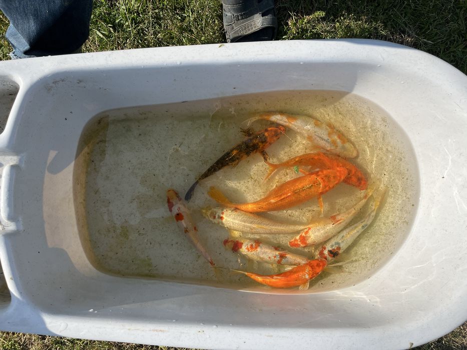 Карпы кои малек и подростки 25-30 см наличие уточнять по телефону