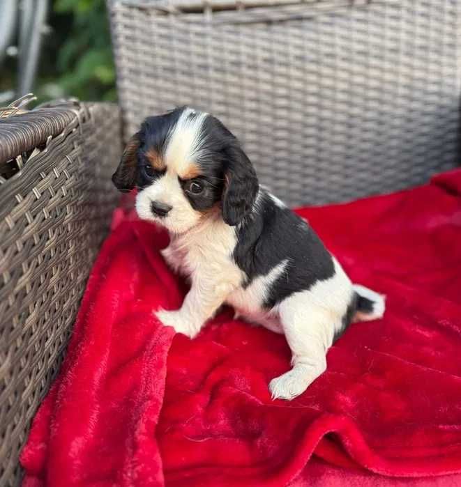 Cavalier King Charles