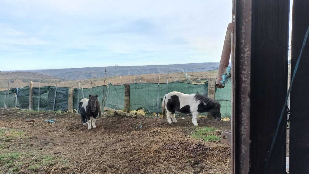 2 Póneis c/ cartão para venda
