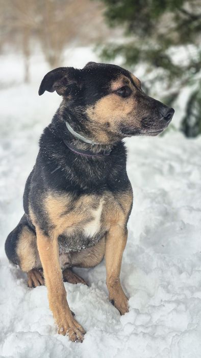 Łagodny, przyjazny piesek szuka domu / do adopcji