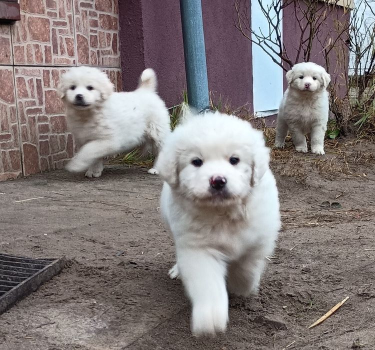 Szczeniaki owczarka podchalańskiego