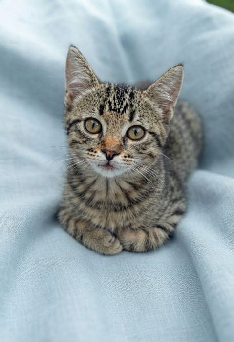 котенок в поисках семьи. котята ищут дом