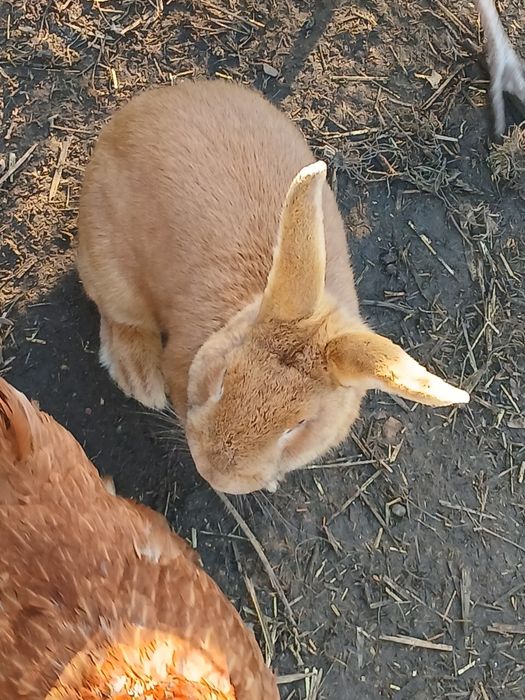 Sprzedam samca mieszankę Rexa