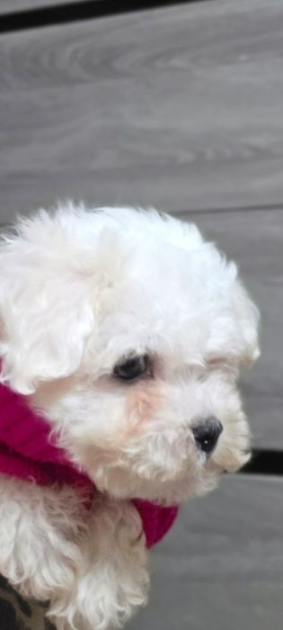 Щенки Бишон Фризе