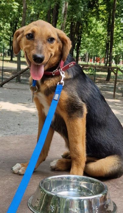 Цуценя в гарні руки