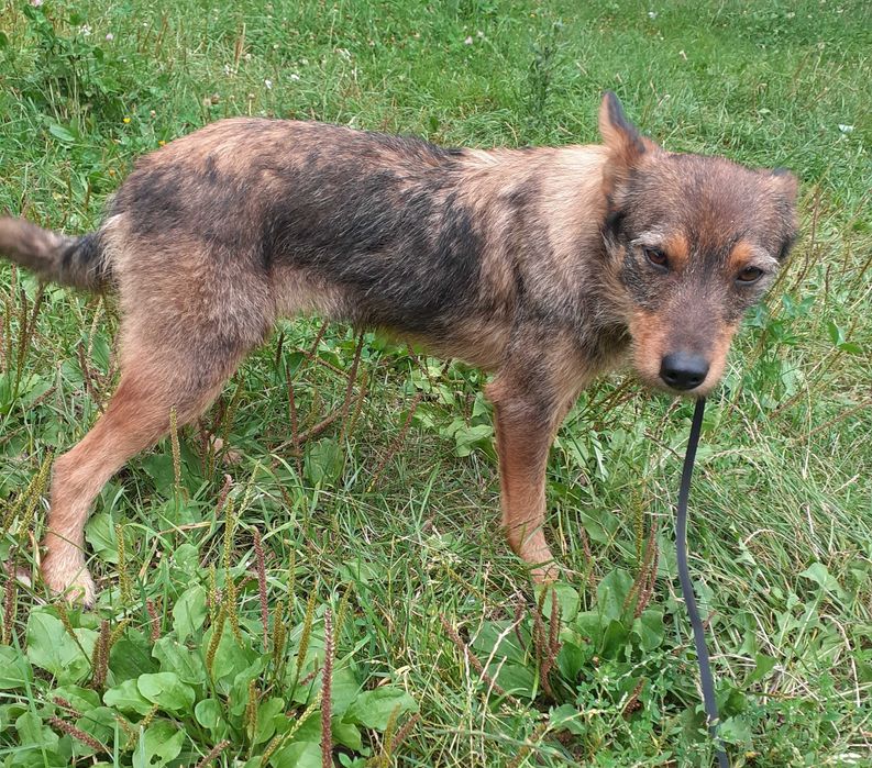 Urocza suczka do adopcji