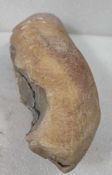 Pedra com fóssil de crustáceo