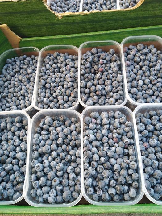 Borówka amerykańska, smaczne i zdrowe owoce