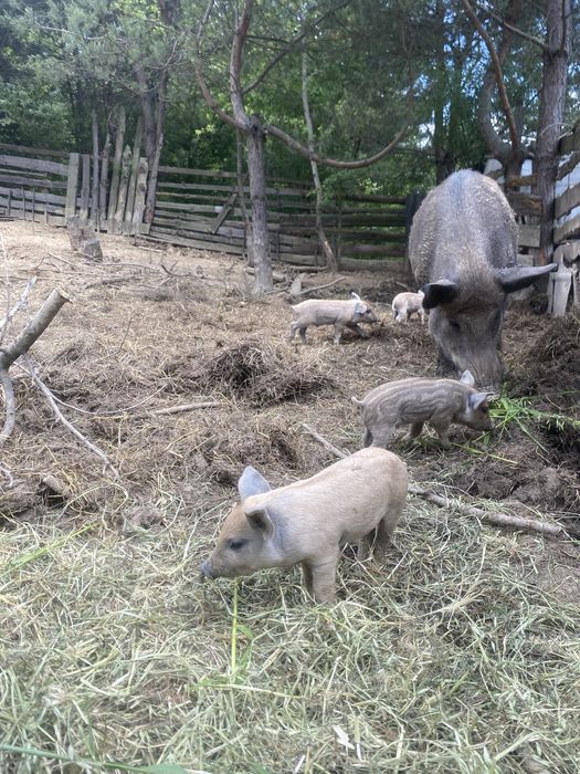 Продам поросят мангалиця-дюрок