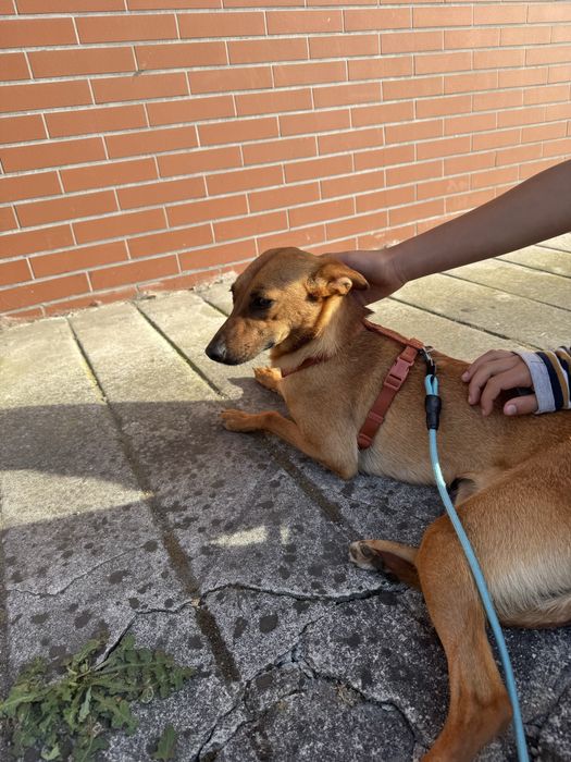 Adoção responsável Zuri