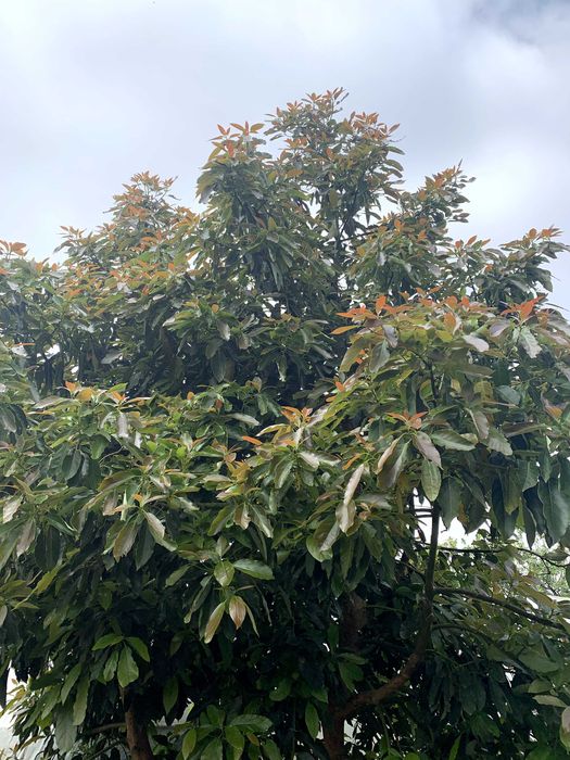 Abacates de horta particular