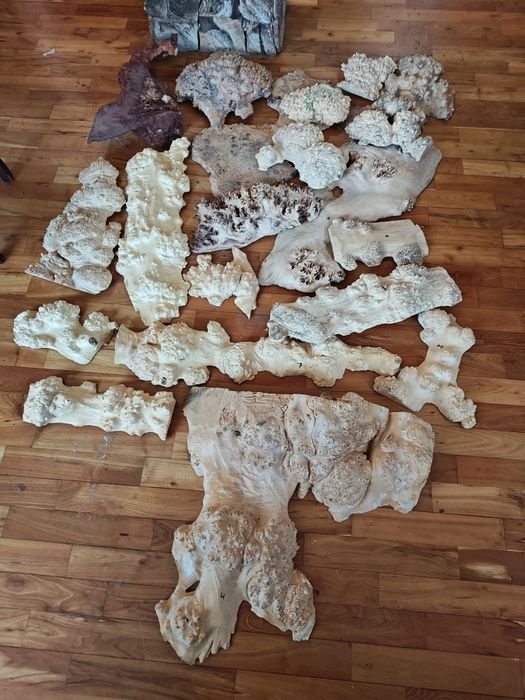 Czeczot Topola Klon Dąb