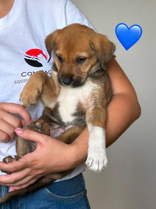 Cães bebés para adoção responsável