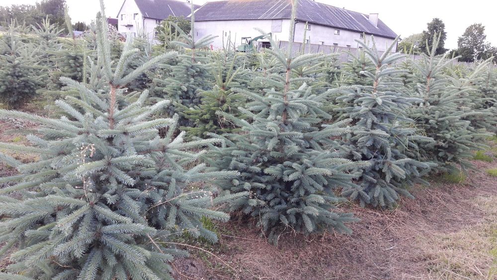 tuja brabant 110-140cm
