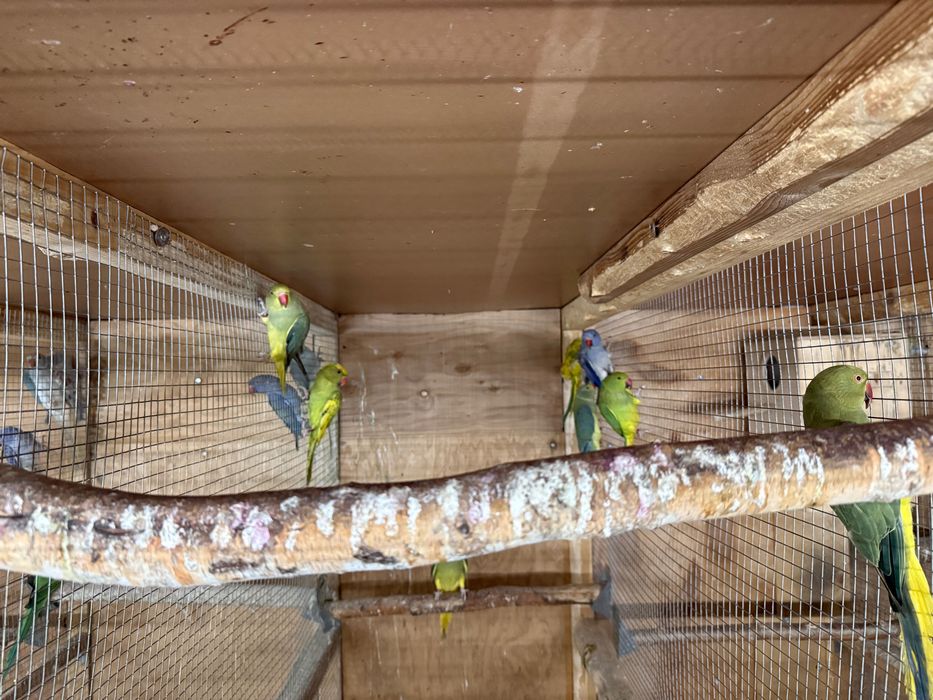 Aleksandretty obrożne