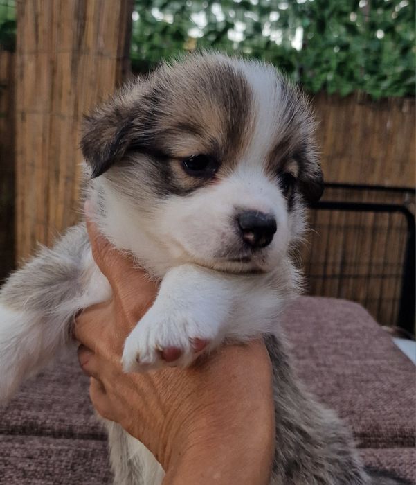 Вельш Корги Пемброк